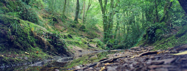 Trail des Légendes de Brocéliande